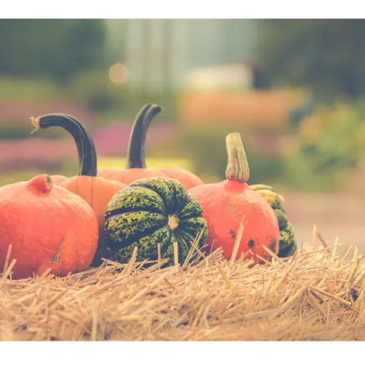 Safe&lsquo;gourd Your Property